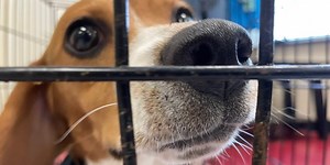 Lexington Humane Society takes in 15 beagles from Va. facility where 4K were rescued
