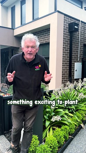 New Zealand Rock Lily: Perfect Shade Plant for Gardens