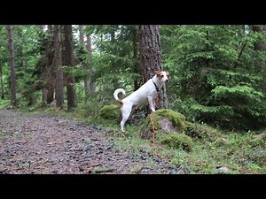 Danish Swedish Farmdog a very friendly, easygoing breed : Cute Puppies and Kittens