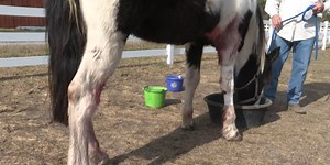 Tennessee Walker horse gets brutally attacked by dogs