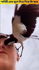 How scary is the bird really পাখিটি আসলে কতটা ভয়ানক? 😳 #short #shorts #youtubeshorts #nuralom