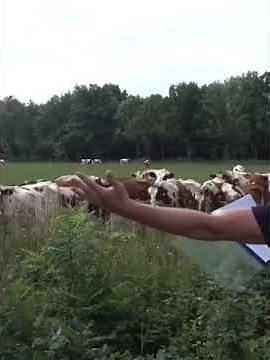 Guy drinks pepsi and cows listen to him burp meme