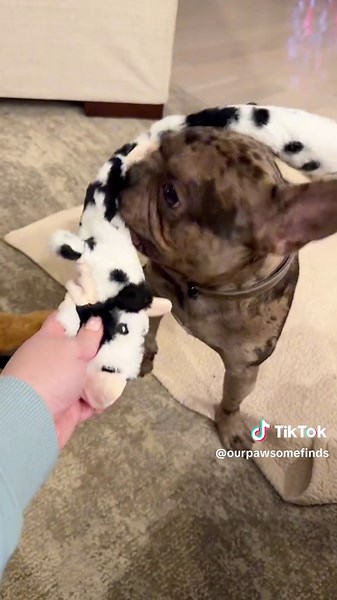 Bruce & Tucker on TikTok