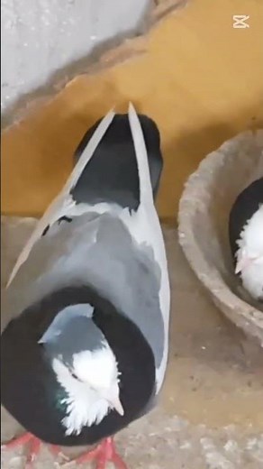 what's your name, Tony funny What is your name Ezekiel 🤣 😂 #tony #ezekiel #whatisyourname #what