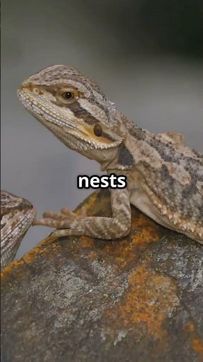 Nature’s Gender Benders: You Won’t Believe These Transformations #animals