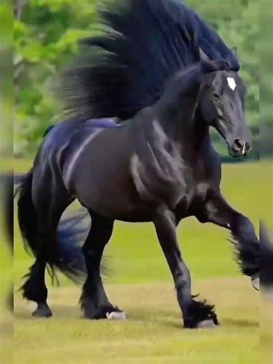 Powerful Black Horse in Full Speed | Pure Muscle & Grace 🖤🐎