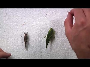Video 3: How To Pin Insects For Scientific Use | Orthoptera