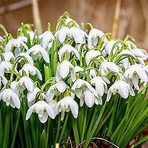 50 Common Snowdrop Seeds Galanthus, Flower of Hope, Dingle-Dangle, Snow Piercers Seeds - Premium Perennial Flower Seeds - Bloom Early Spring & Very Hardy