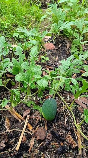 Tips Semangka Saat Musim Hujan 🍉🌧️ Khusus kebun skala rumahan | Letakkan Styrofoam di Bawah Buah!