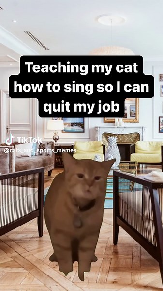 Cat Meows When I Sing - Funny Cat Singing Compilation