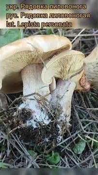Рядовка лиловонога (Lepista personata), гриб котрий проводжає осінь та зустрічає весну #грибочки