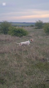 Pointer"S Galin ♥️♠️ Barbi od Ivanica Victoria od Ivanica | Galin Georgiev