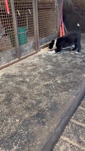Gisburn Auction Mart on Reels