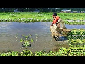 Amazing Fish Hunting by Poor Fisherman - Best Cast Net Fishing - Traditional Village Fishing