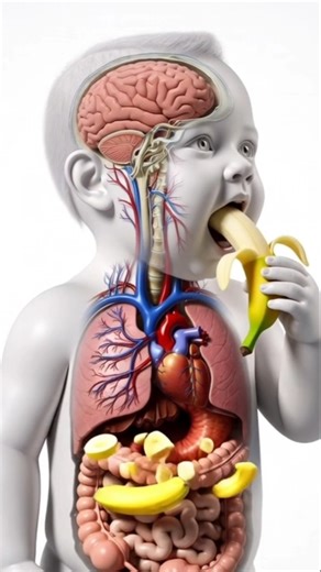 What REALLY Happens When You eat| 3D Digestive System Animation