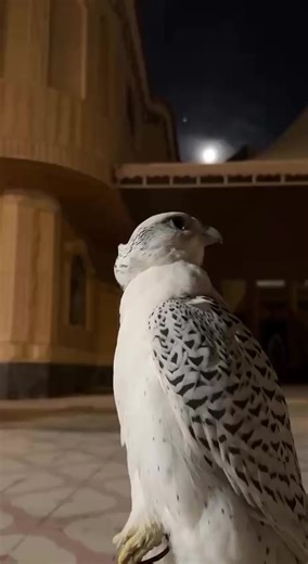 ‏#سود_العيون #صقر #اكسبلور #سنه_2026# #fyp