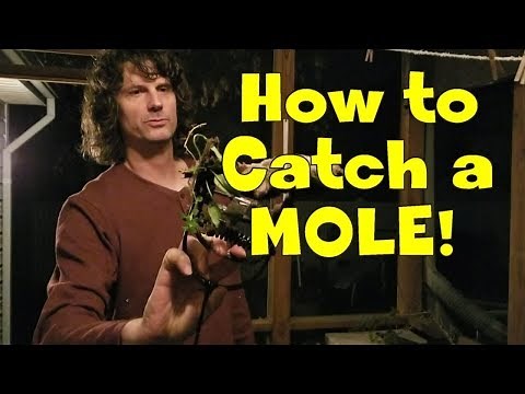 Best way to catch a MOLE. I show you how and which trap to use.