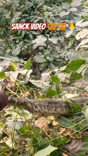 Ajgar snack 🥨 Rescue of python snack 🥨 #shortsvideo #snack #trend #snacks ||