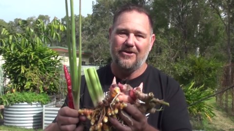 7 Easy to Grow Asian Herbs & Spices for the Organic Backyard Garden