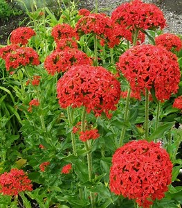 Lychnis chalcedonica - Alchetron, The Free Social Encyclopedia