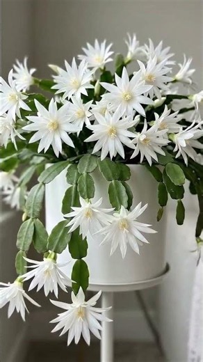 This is an Easter cactus (Hatiora gaertneri) #orchids #gardening #bonsai #flowers #garden