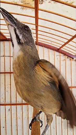 ESSE ESQUENTOU MESMO. TRINCA-FERRO VERDADEIRO MACHEADO DE FÊMEA FOGUEA TRINCA-FERRO #shorts