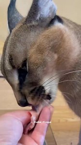 16K views · 459 reactions | Time to eat  #cat #catlover #pets #catsoftiktok #petlife #cats #fblifestyle | pumba floppa | Facebook