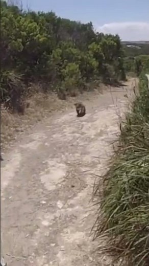SUPER SCARY KOALA BEAR ATTACK (scary) #fight