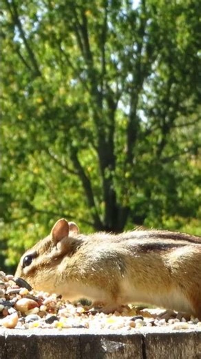 Cautious chipmunk makes sure it's safe before she dives in