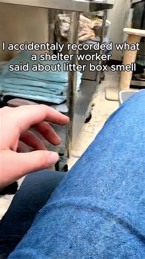 How KUBAYS Enzymes Fix Litter Box Smell, Per Shelter Worker Tips