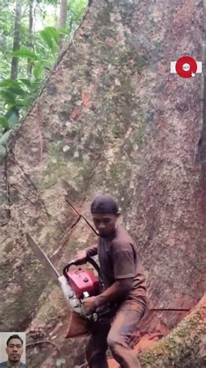 Giant Forest Tree Falls! Massive Log Cutting in Action😱