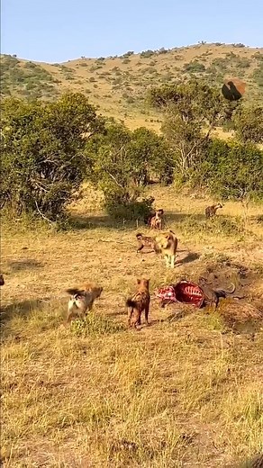 28K views · 286 reactions | lion attack #reelsvideo #reelsvideo #reels #reelsviralchallenge #reelsfb #reelsviral #reelsinstagram | TULO - Wild Animal Stories | Facebook