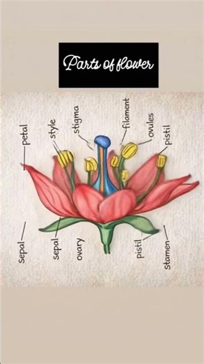 #partsofflower #flowers #reproduction #biology #trending #neetbiology #plantscience #science