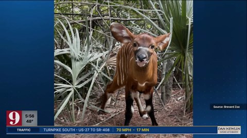 Brevard Zoo invites public to name adorable newborn baby bongo
