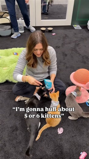 Molly Brinkmann, DVM | Veterinarian on Instagram: "Huffing cats is a great way to relieve stress but make sure you’re huffing responsibly. Thanks @credeliocat and @elanco4pets for the stress relief during VMX! #kittenhuffing #vetmed #kittens #cutekittensonly #catpeople"