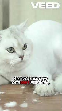 🐱 How to Groom Your Cat Properly! 🛁 Expert Tips for a Happy & Healthy Kitty!