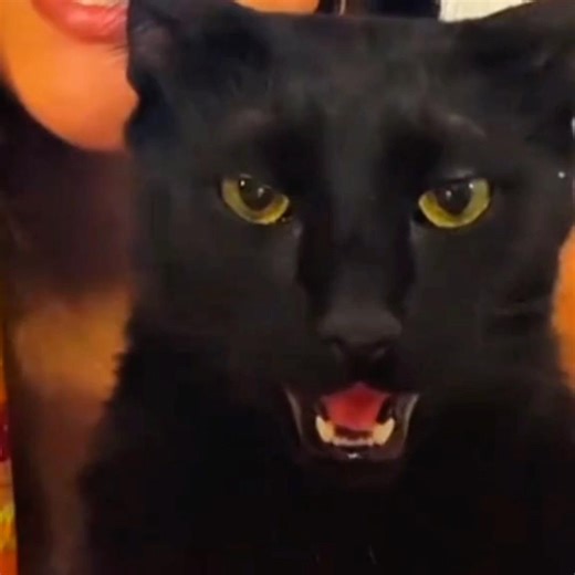 #edit #anime #jjk #naoyazenin