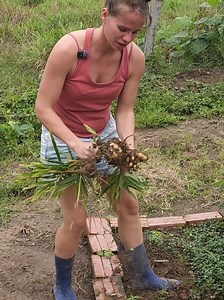 Harvesting and Replanting Ginger: Step-by-Step Guide