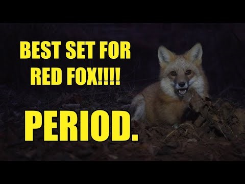 TRAPPING FOXES IN A TRENCH SET!!! 1 NIGHT, 1 TRAP, 2 CATCHES!!! REMAKES ARE DEADLY!!!