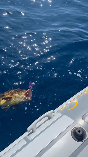 #jlc #fishingart #seahawkrods #seahawk #maxel #maxelreels #jlclures #fishingstore #fishermen #fishingalbania #albania #viral #fyp | fishing_art.al