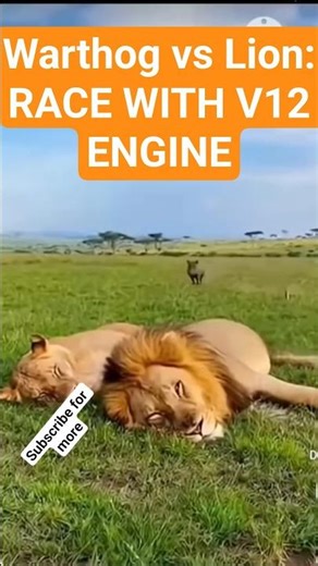 Warthog vs Lion: Race with V12 Engine. #warthog #lion