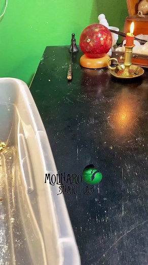 🐍 This girl was so defensive! 📣 Ball pythons are not venemous or dangerous to humans, so I was in no danger! 📣 MSL merch and beard oil available! link in bio!🧪 #10MillionAdoptions #FindYourEdge #snakes #snakebite #angrysnake #snakeeggs #eggs #ballpython #ballpythonbreeding #snaketok #pets #petsnakes #animals #reptiles #fyp #diy #snakefarm #molinarosnakelab #crikey #wildlife #pokemon #witchy #bearded #royalpython #pythonregius #morelia #boa #educator #snakeman #elpaso #eptx