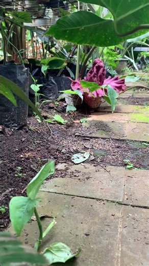 Amorphophallus paeonifolius at its finest.