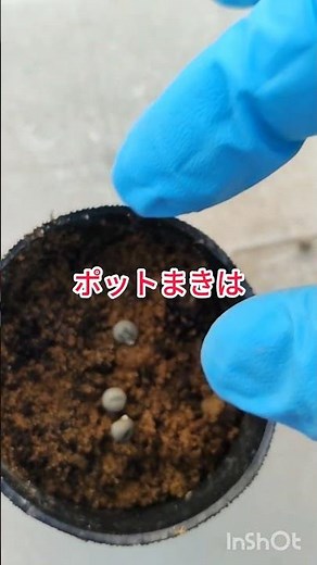 オクラ栽培やり方、家庭菜園でコストパフォーマンス（コスパ）が高い野菜、種から育てられて沢山収穫でき少しずつ長く採れる夏野菜の代表ネバネバ