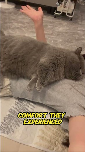 Why Cats Sleep on Your Chest | The Real Reason Cats Love Sleeping on Humans