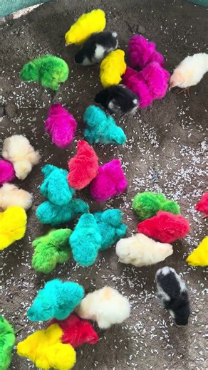 Which Color CHICKEN Is Your Favorite 🐥, Rainbow Chicken | Murgi Ke Bacche | ChuChu | Chuja #shorts