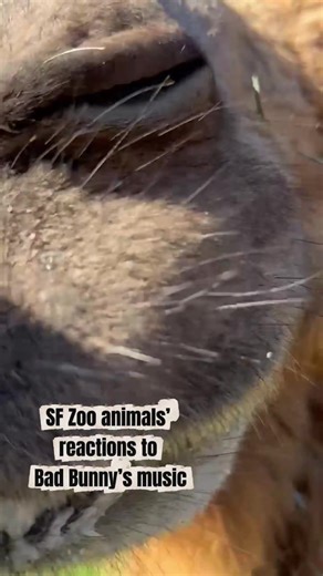Animal Reactions to Bad Bunny's Music at the Zoo