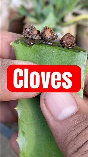 Grow Cloves at Home 🌱 | How to Plant Clove Seeds for Fast Growth (Amazing Results!) #shorts