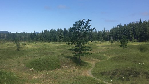 Exploring the Mima Mounds: Ben There, Done That
