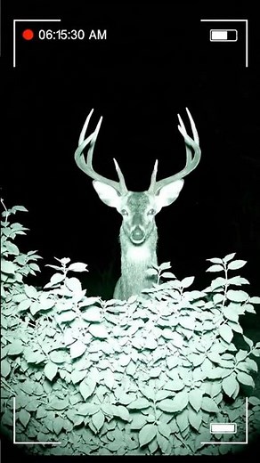 Wildlife Cameras Capture AMAZING Backyard Animals